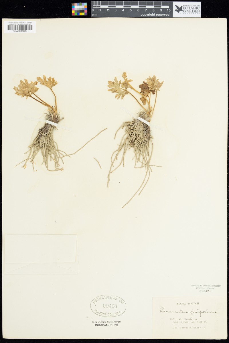 Ranunculus juniperinus photo 3