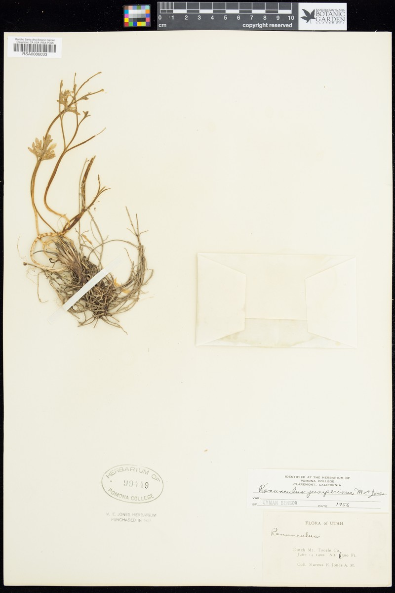 Ranunculus juniperinus photo 4