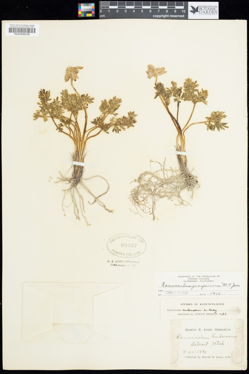 Ranunculus juniperinus photo 5