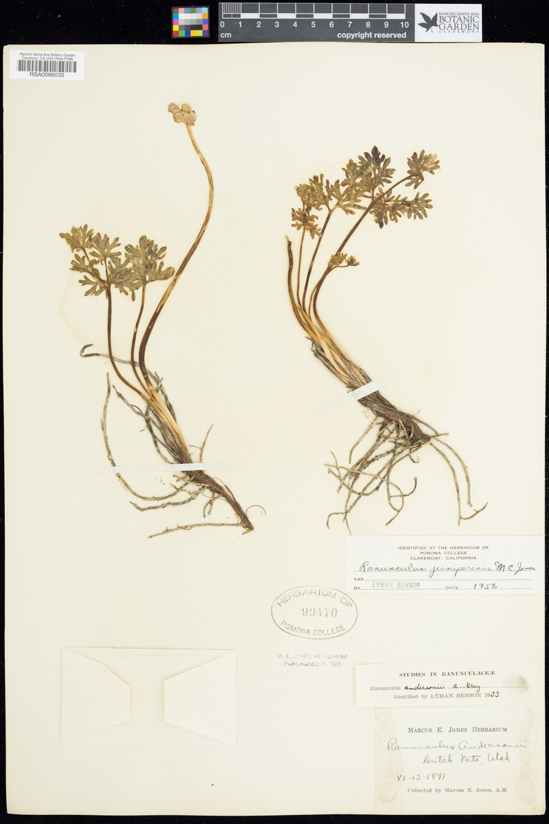 Ranunculus juniperinus photo 6
