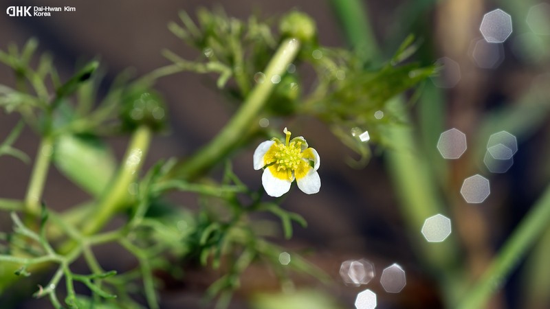 Ranunculus kadzusensis photo 2