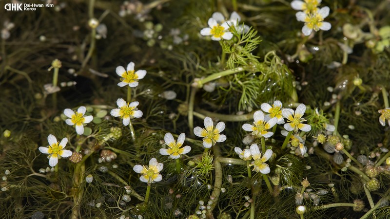 Ranunculus kadzusensis photo 3