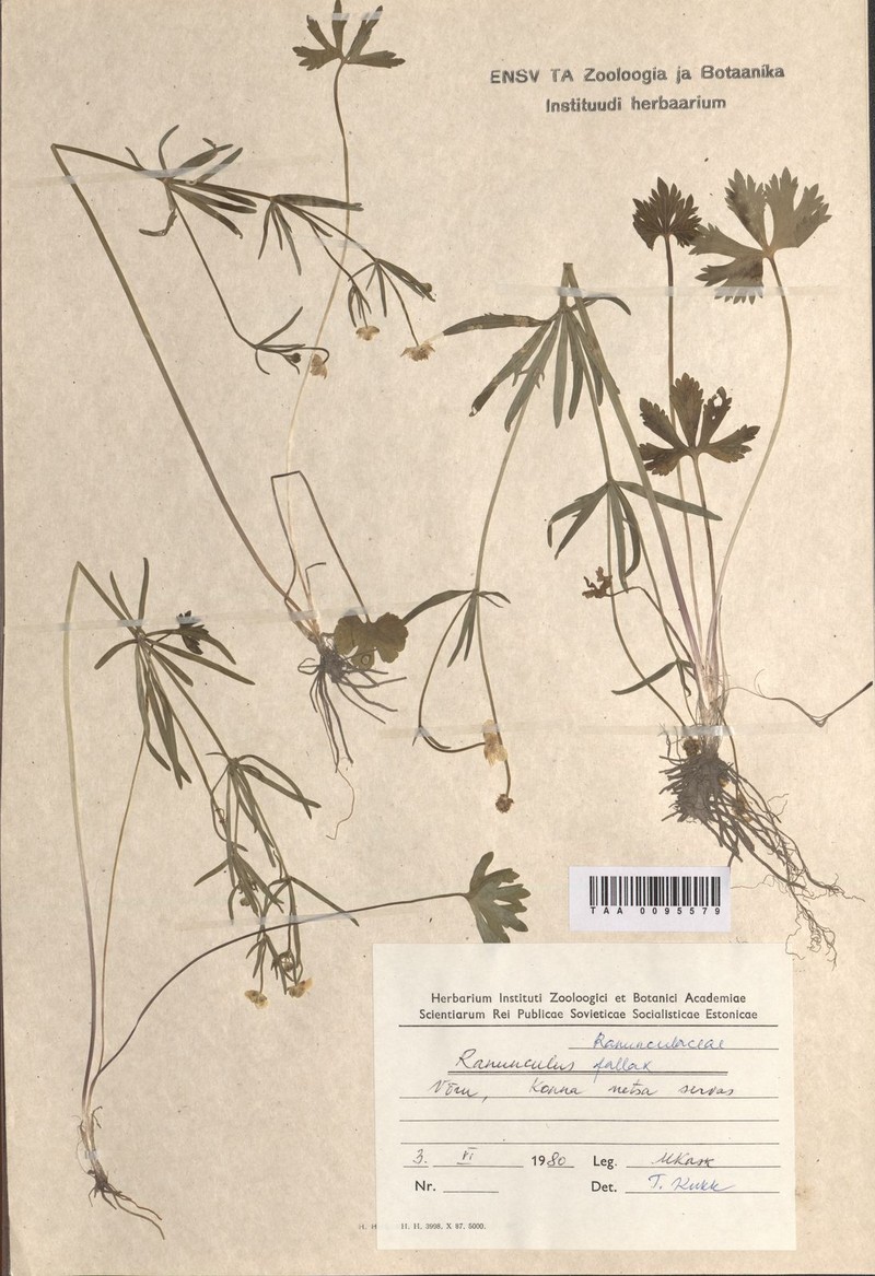 Ranunculus karelicus