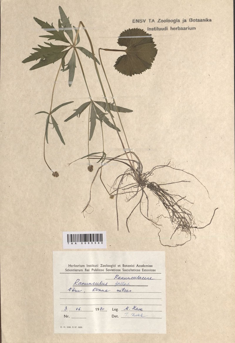 Ranunculus karelicus photo 2