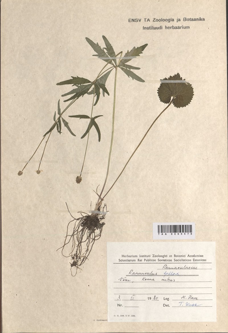 Ranunculus karelicus photo 3