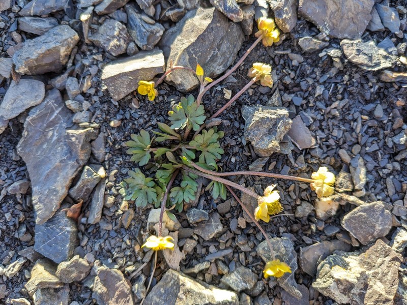 Ice Cold Buttercup photo 2