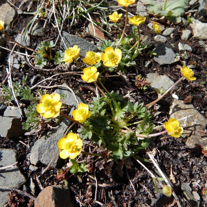 Ice Cold Buttercup photo 5
