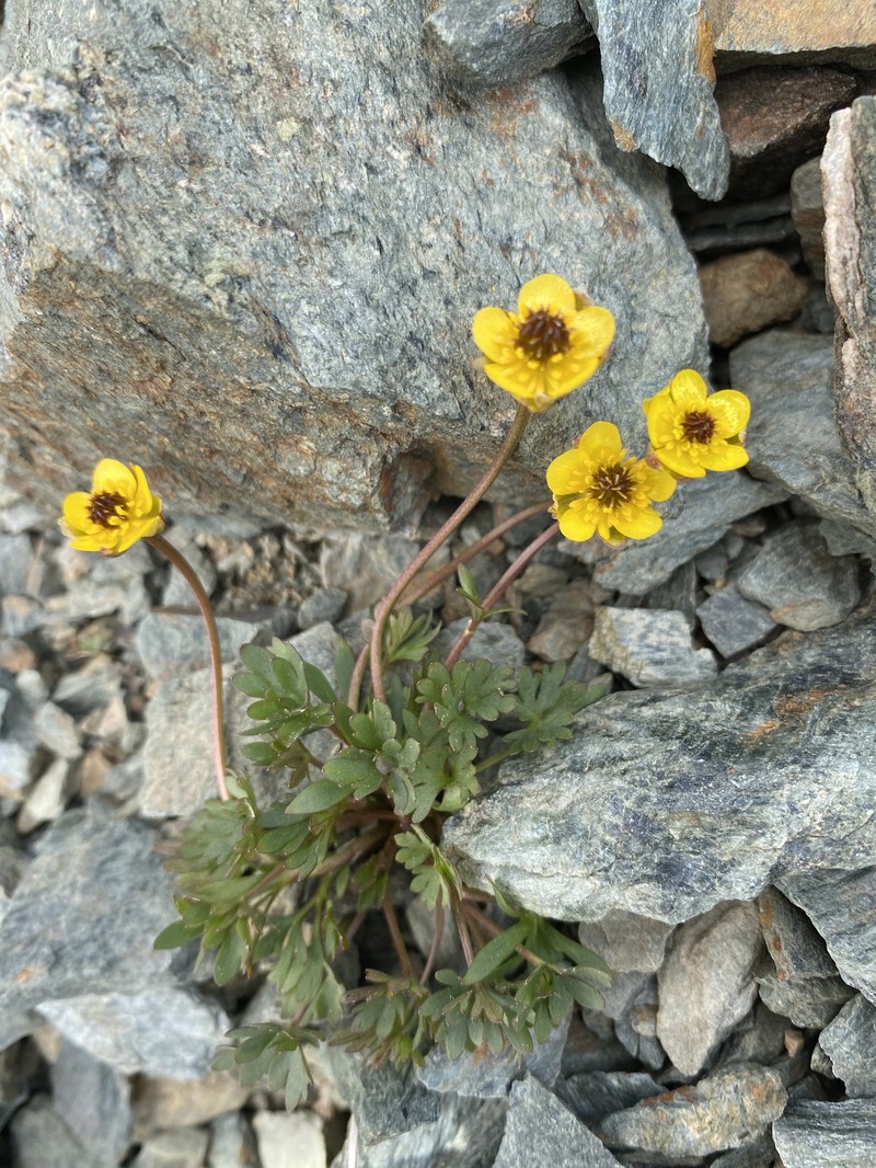 Ice Cold Buttercup photo 6