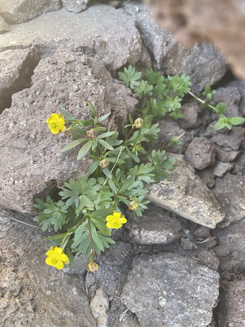 Ice Cold Buttercup photo 8