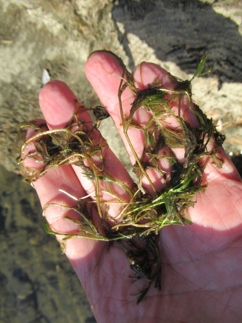 Ranunculus kauffmannii photo 3