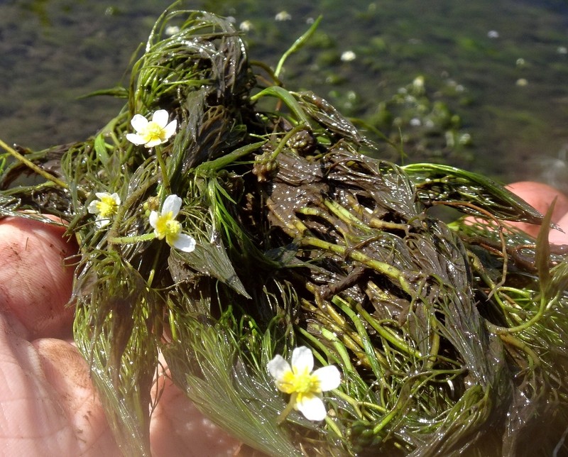 Ranunculus kauffmannii photo 5