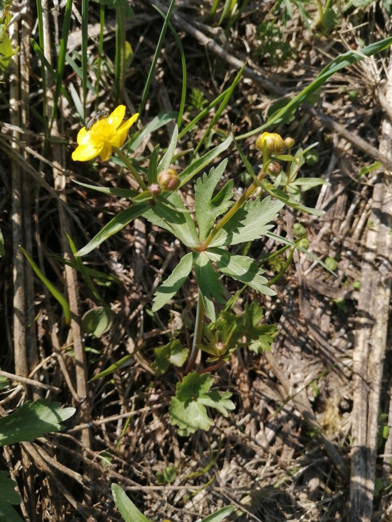 Ranunculus kemerovensis