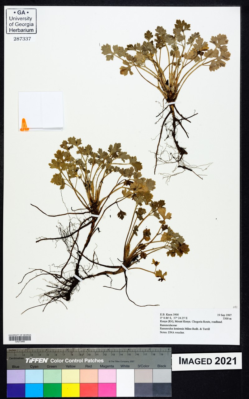 Ranunculus keniensis