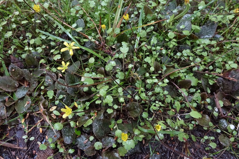Ranunculus kirkii