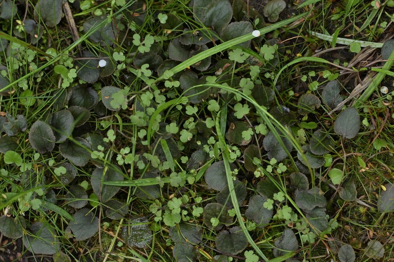 Ranunculus kirkii photo 2