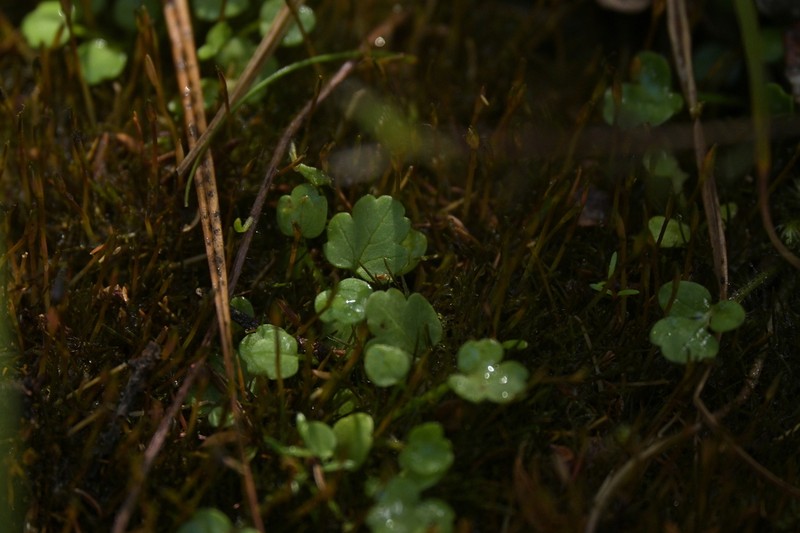 Ranunculus kirkii photo 3