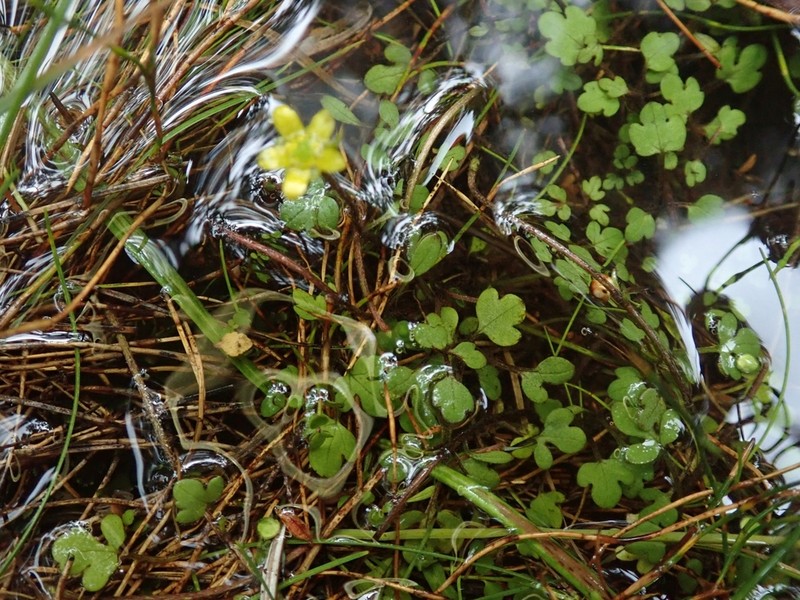 Ranunculus kirkii photo 4