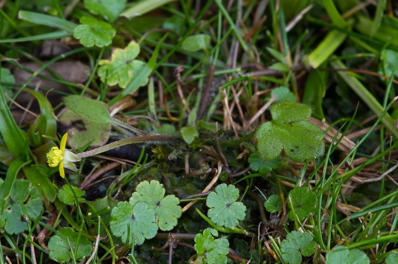 Ranunculus kirkii photo 5