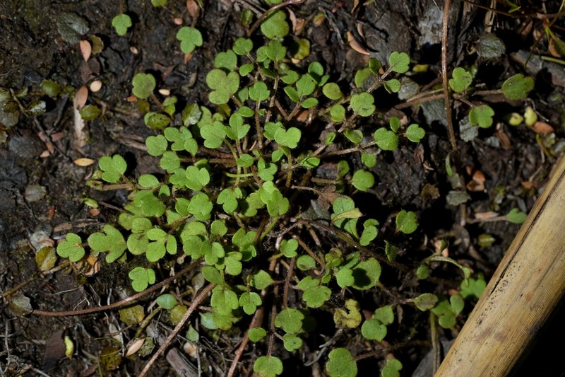 Ranunculus kirkii photo 6
