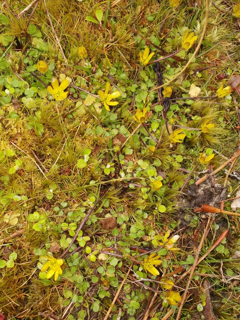 Ranunculus kirkii photo 7