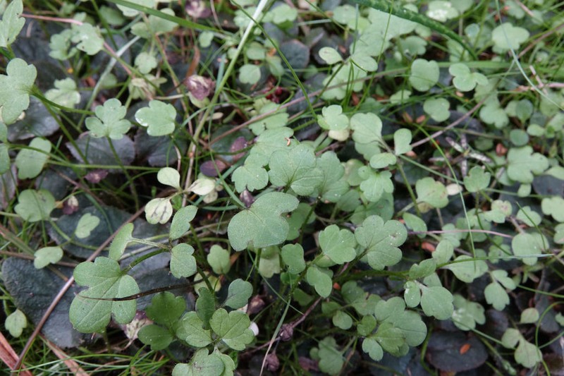 Ranunculus kirkii photo 8