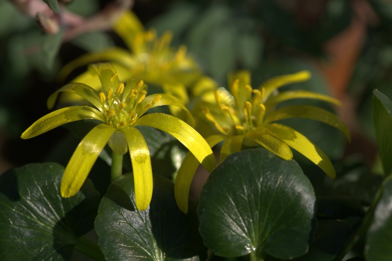 Ranunculus kochii