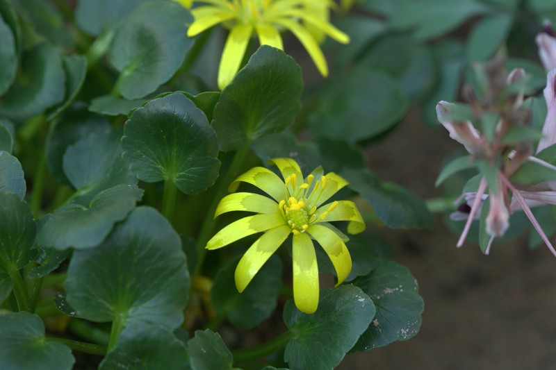 Ranunculus kochii photo 3