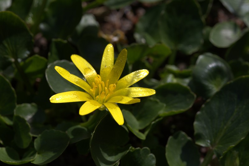 Ranunculus kochii photo 5