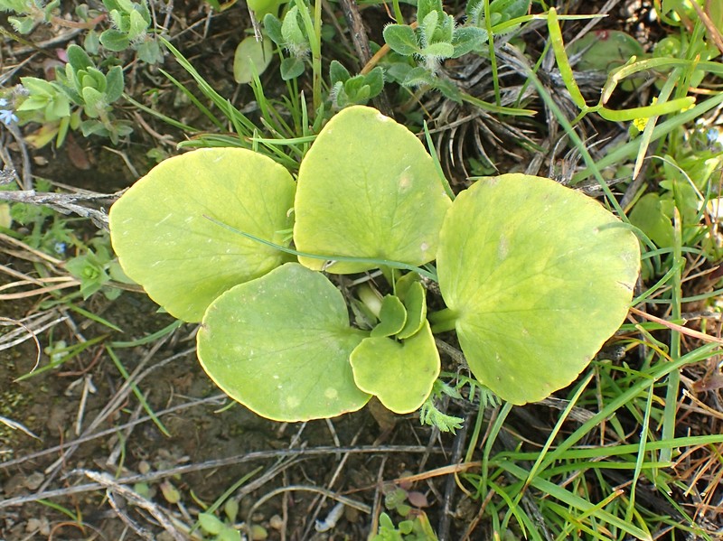 Ranunculus kochii photo 6