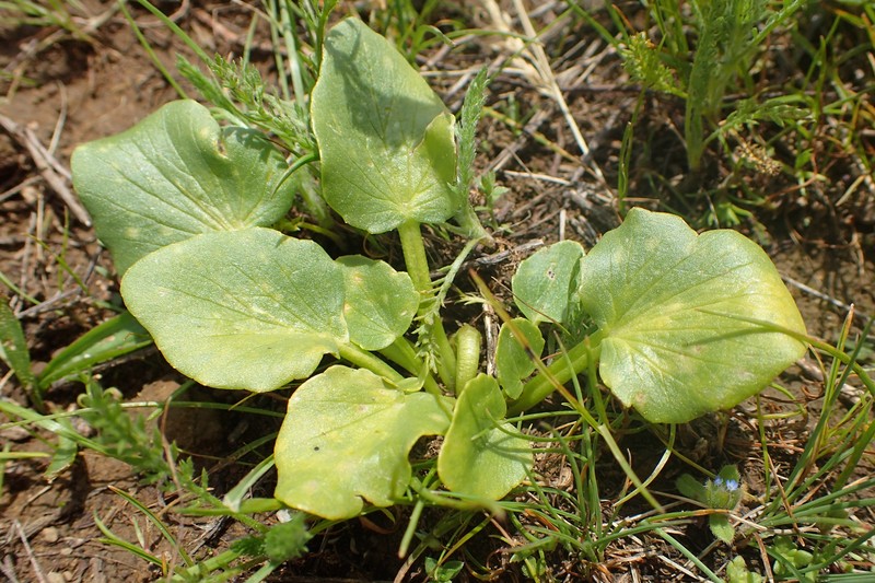 Ranunculus kochii photo 8