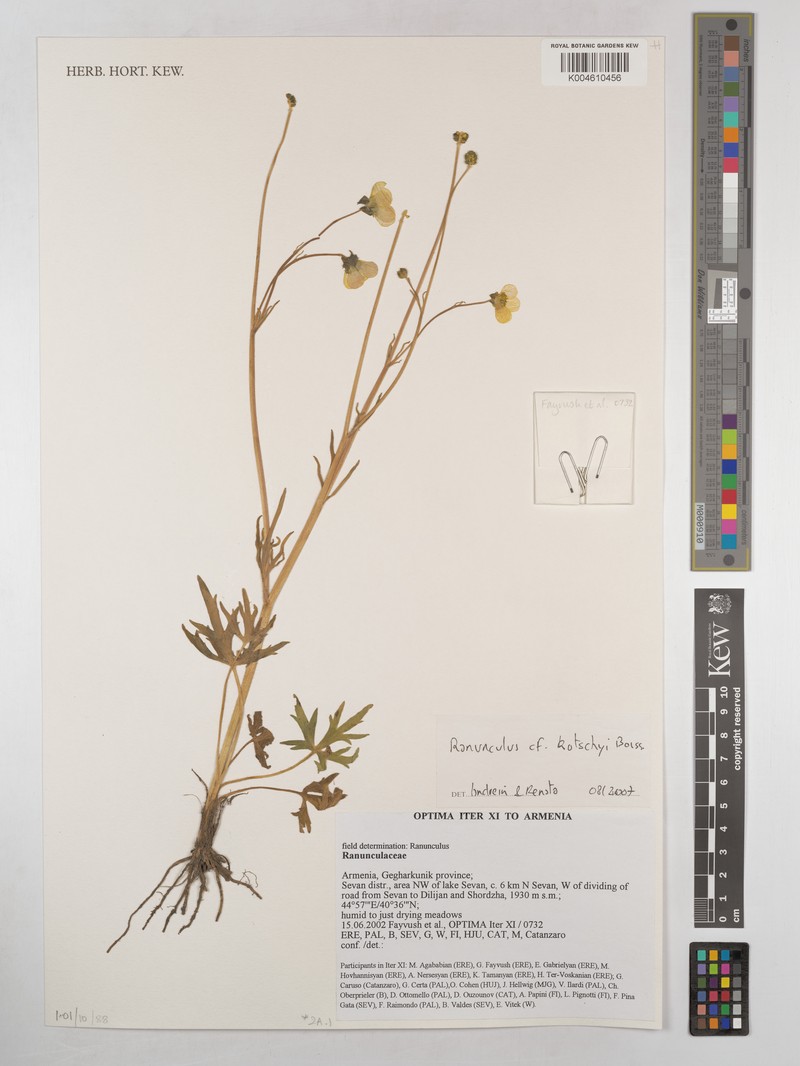 Ranunculus kotschyi