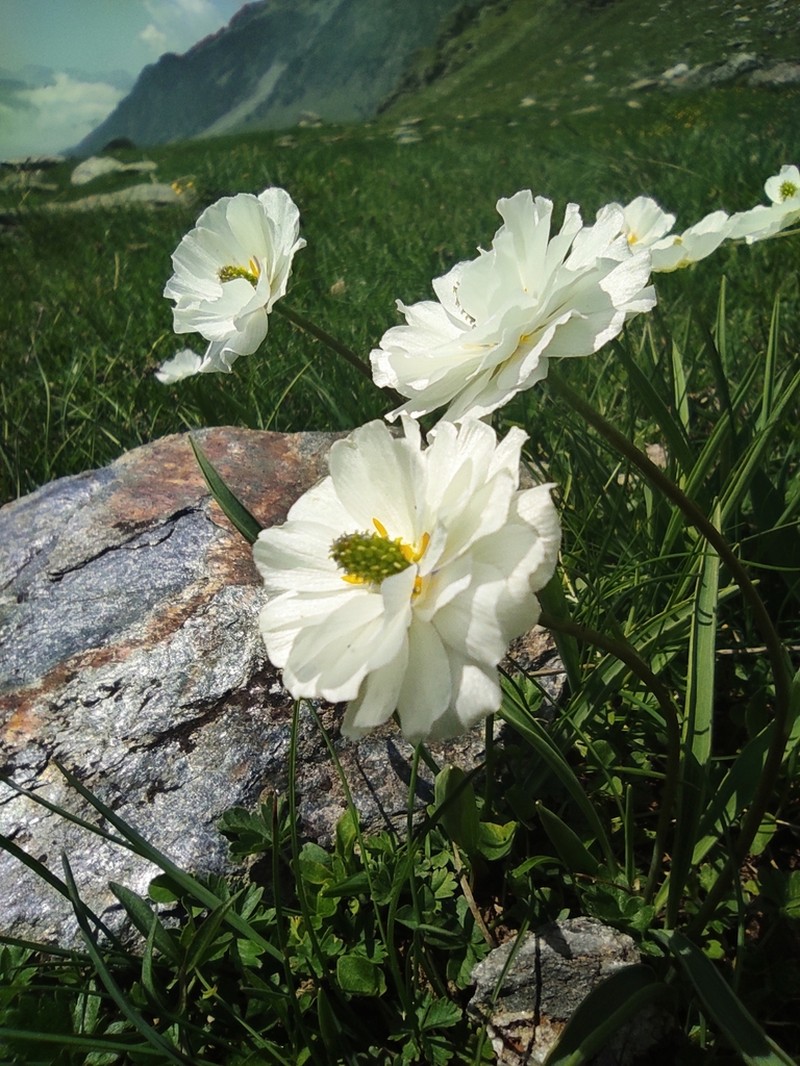 Ranunculus kuepferi