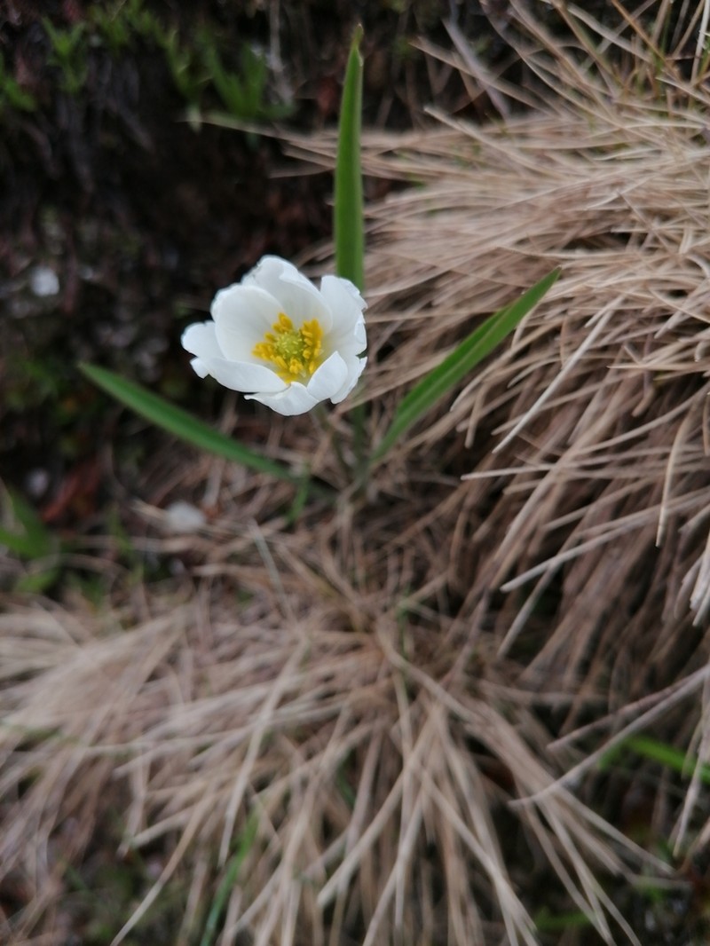 Ranunculus kuepferi photo 2