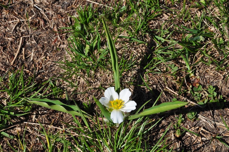 Ranunculus kuepferi photo 3