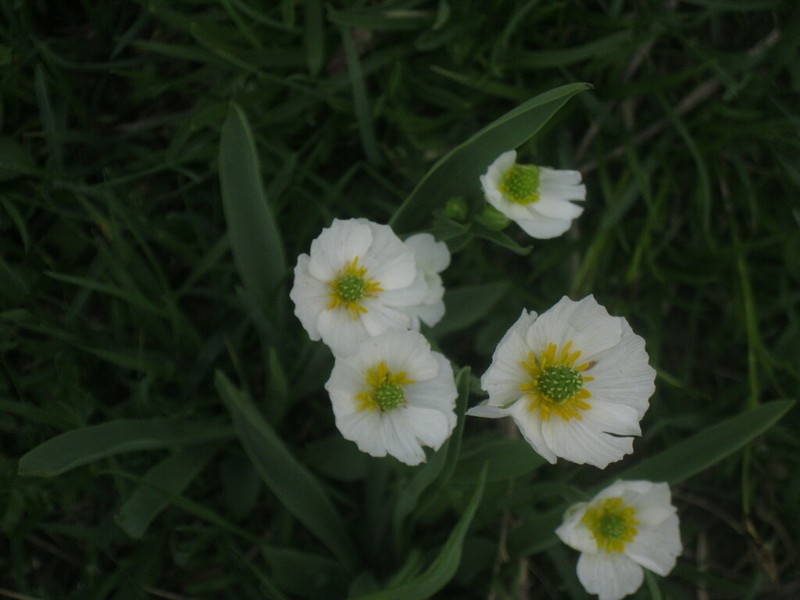 Ranunculus kuepferi photo 6