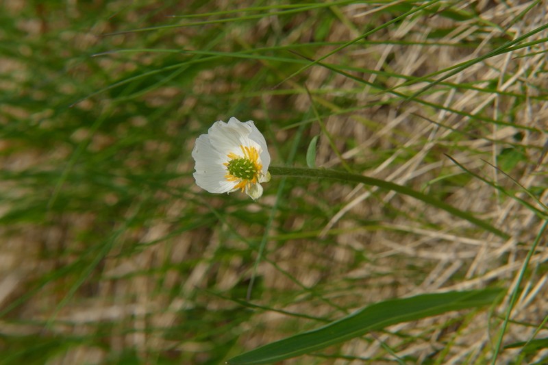Ranunculus kuepferi photo 7