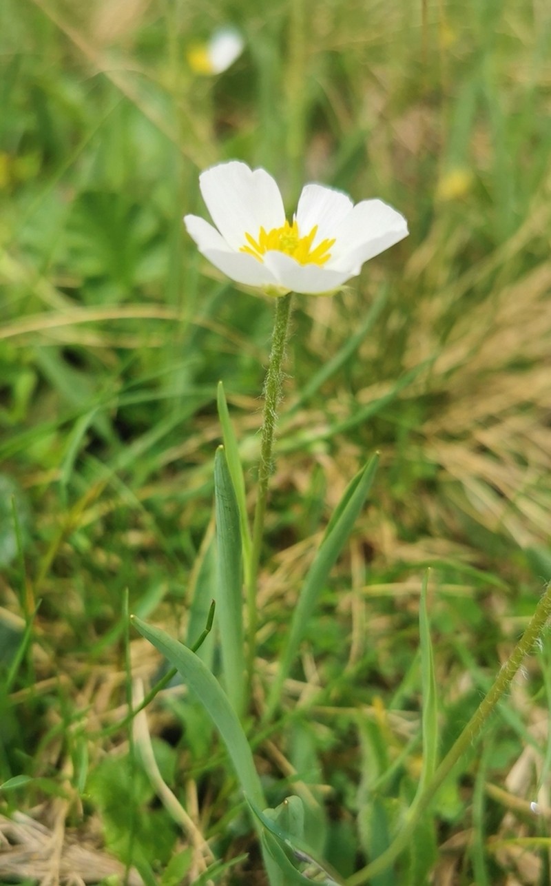 Ranunculus kuepferi photo 8