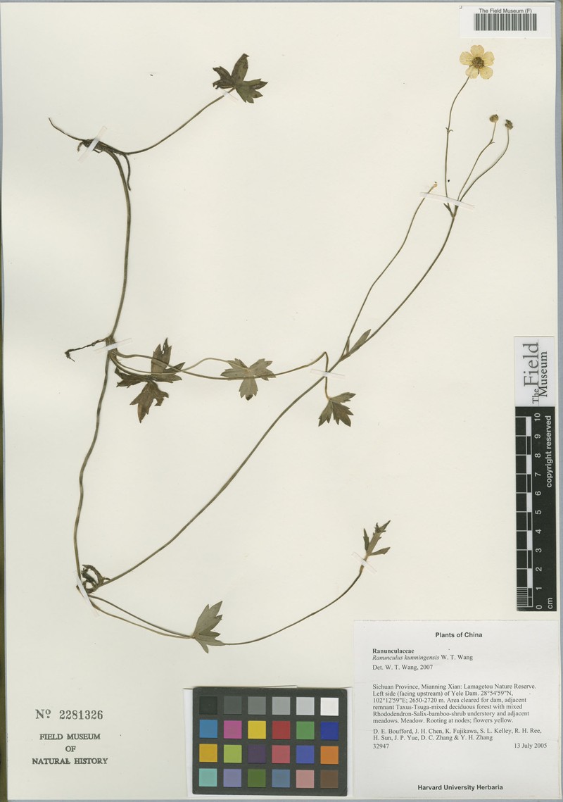 Ranunculus kunmingensis