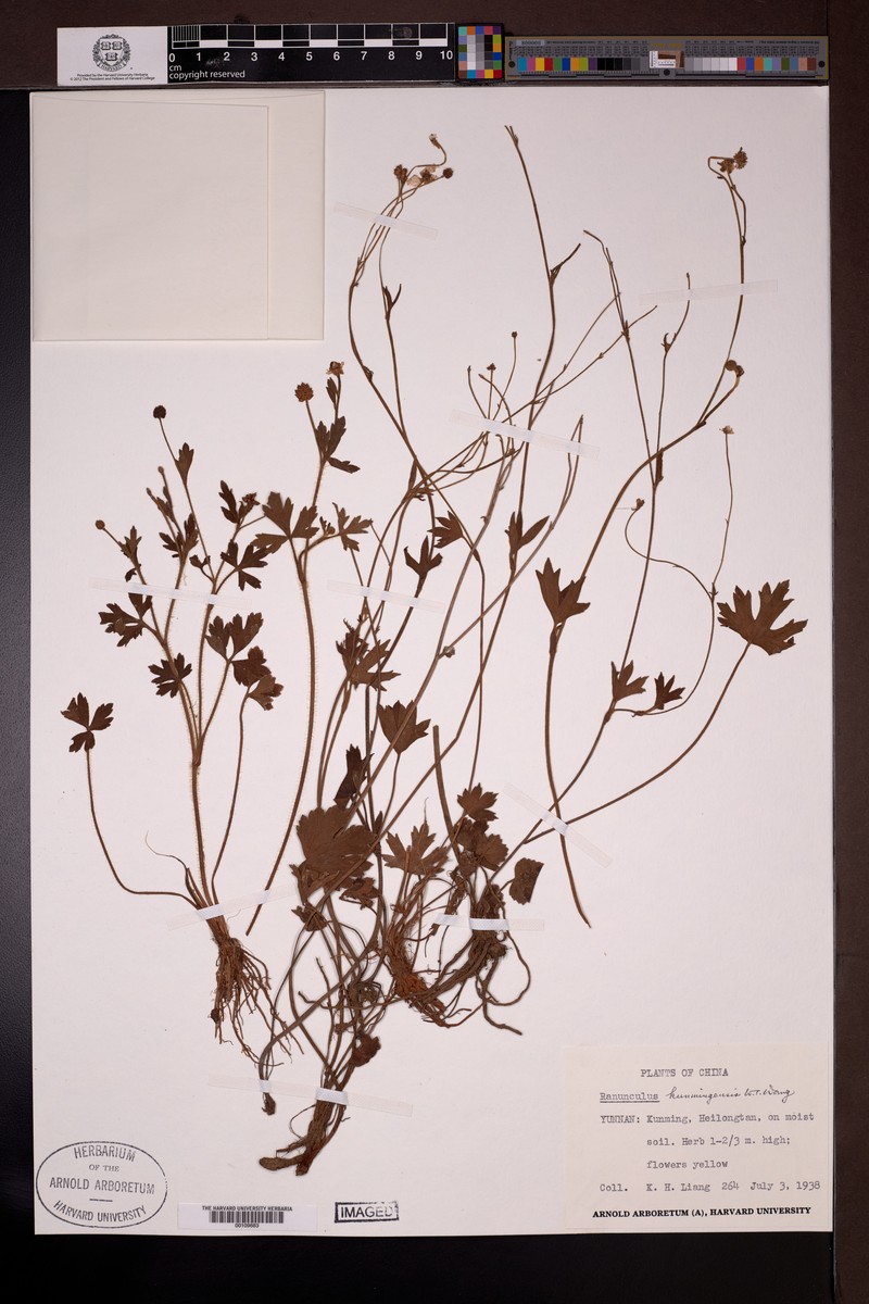 Ranunculus kunmingensis photo 2