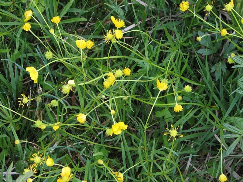Ranunculus labacensis photo 2