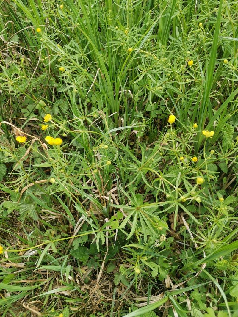 Ranunculus labacensis photo 3