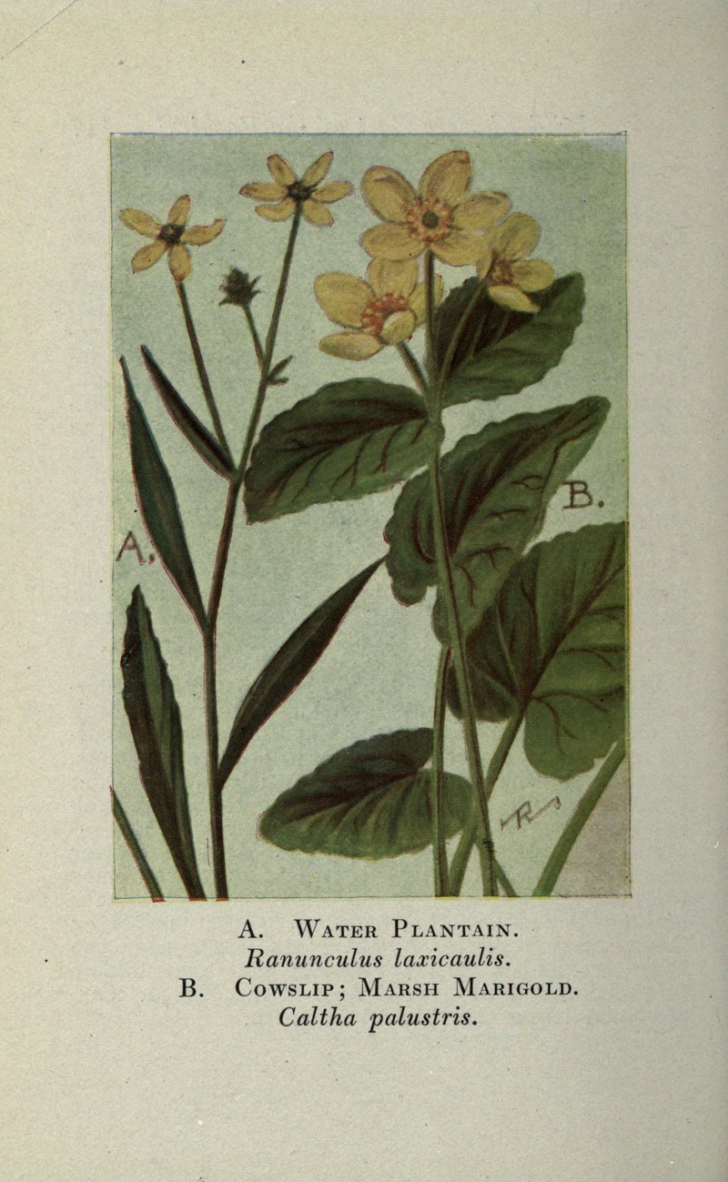 Mississippi Buttercup photo 2