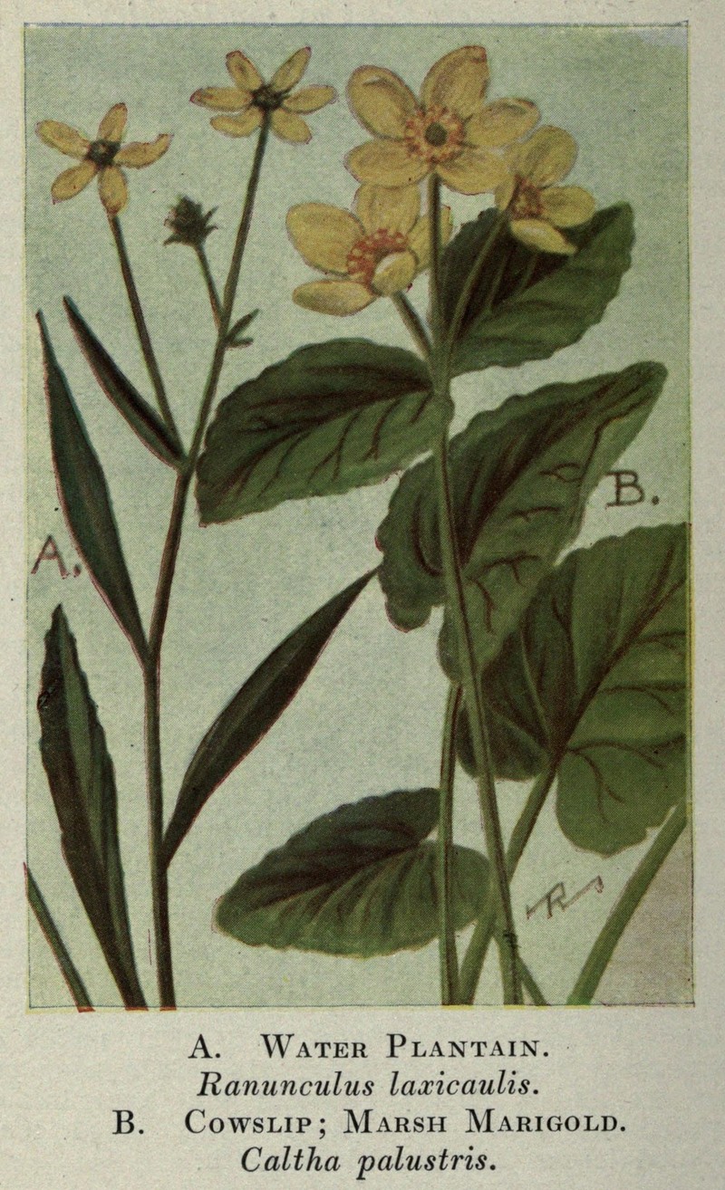 Mississippi Buttercup