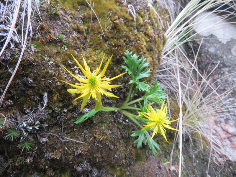 Ranunculus lancipetalus