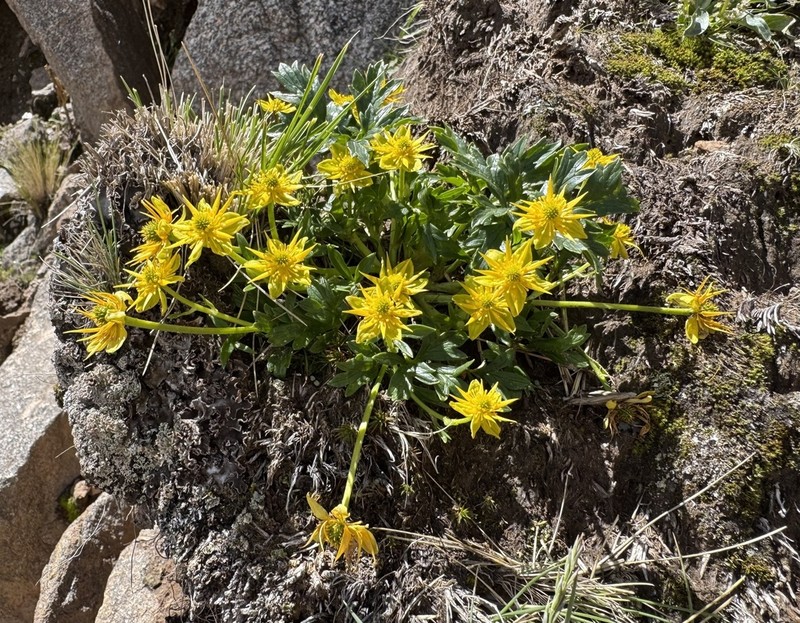 Ranunculus lancipetalus photo 2