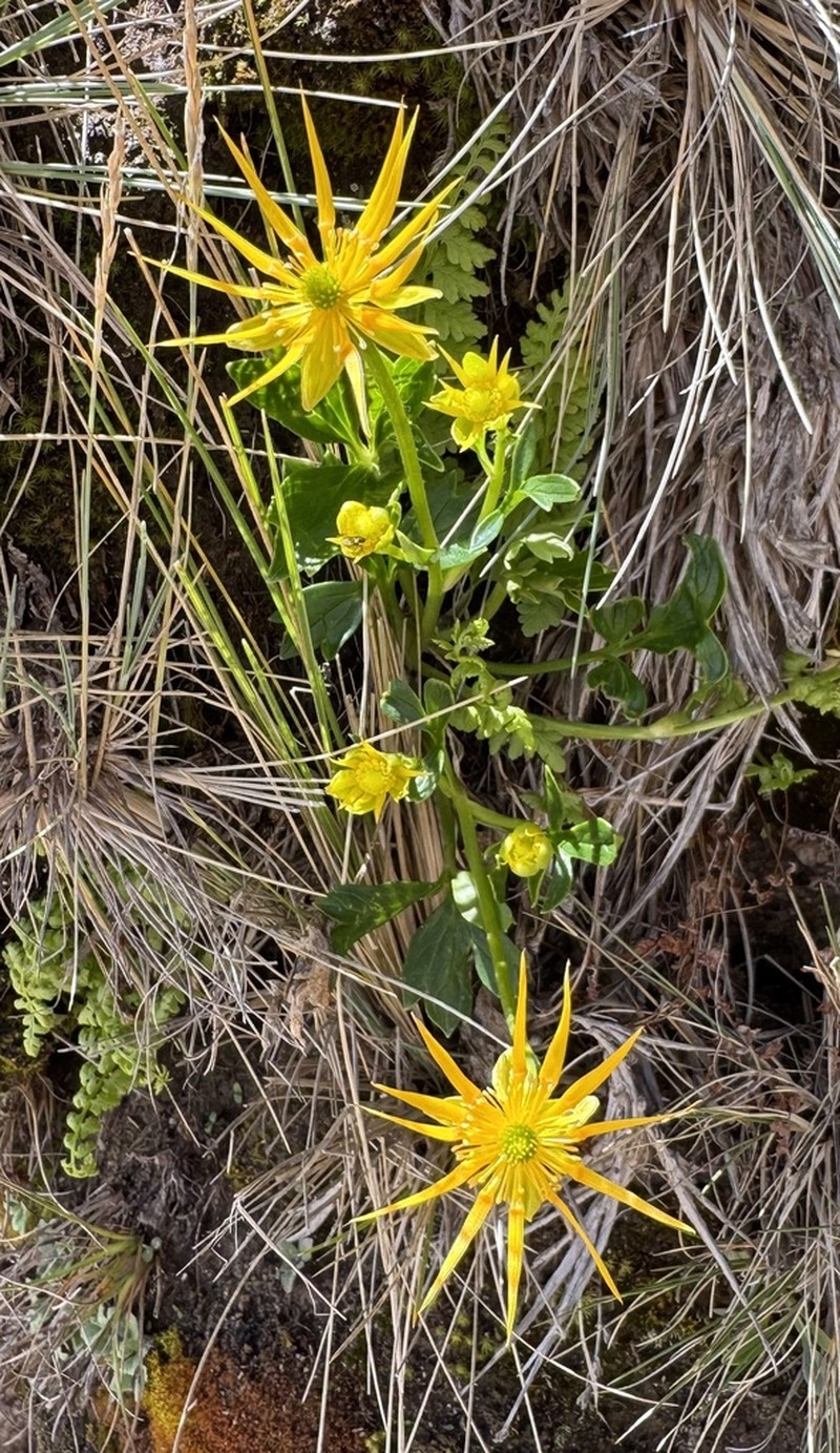Ranunculus lancipetalus photo 5