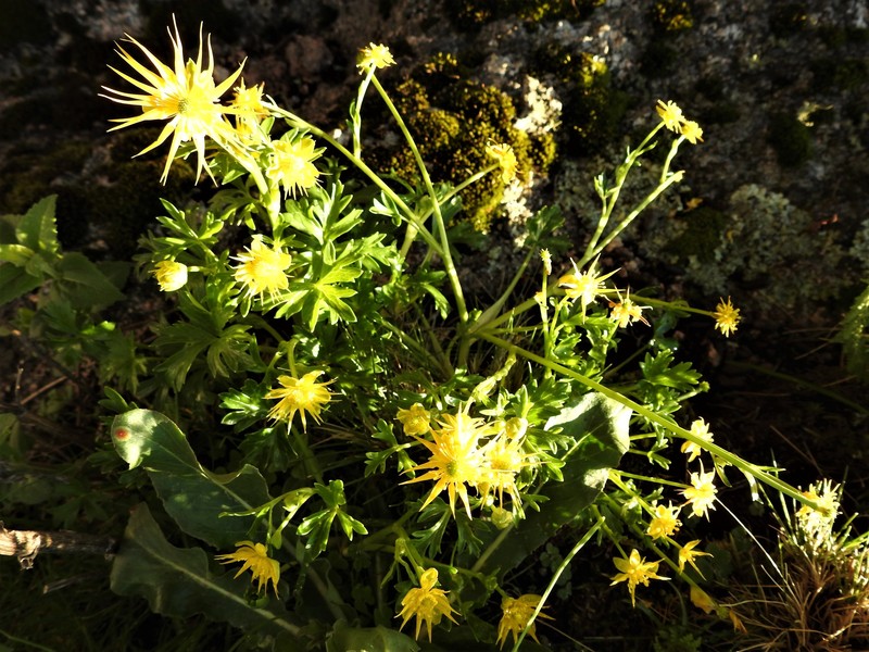 Ranunculus lancipetalus photo 6
