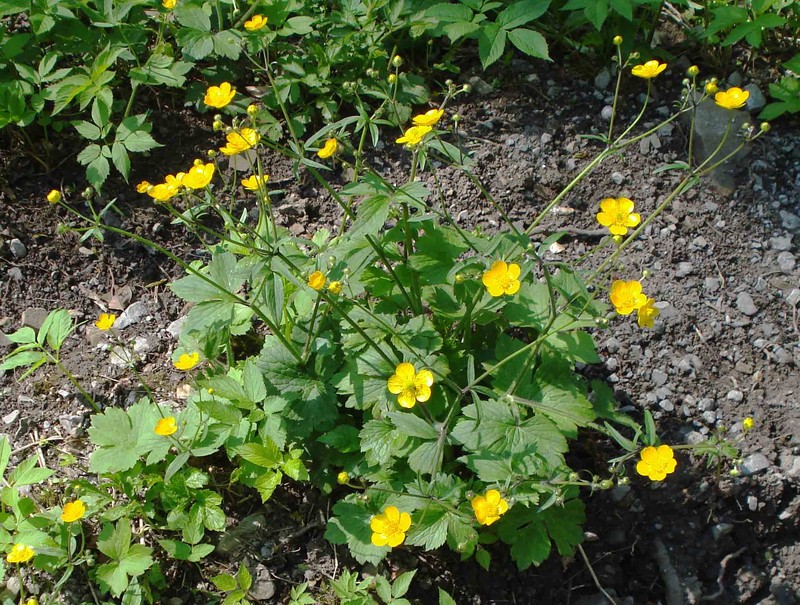 Ranunculus lanuginosus