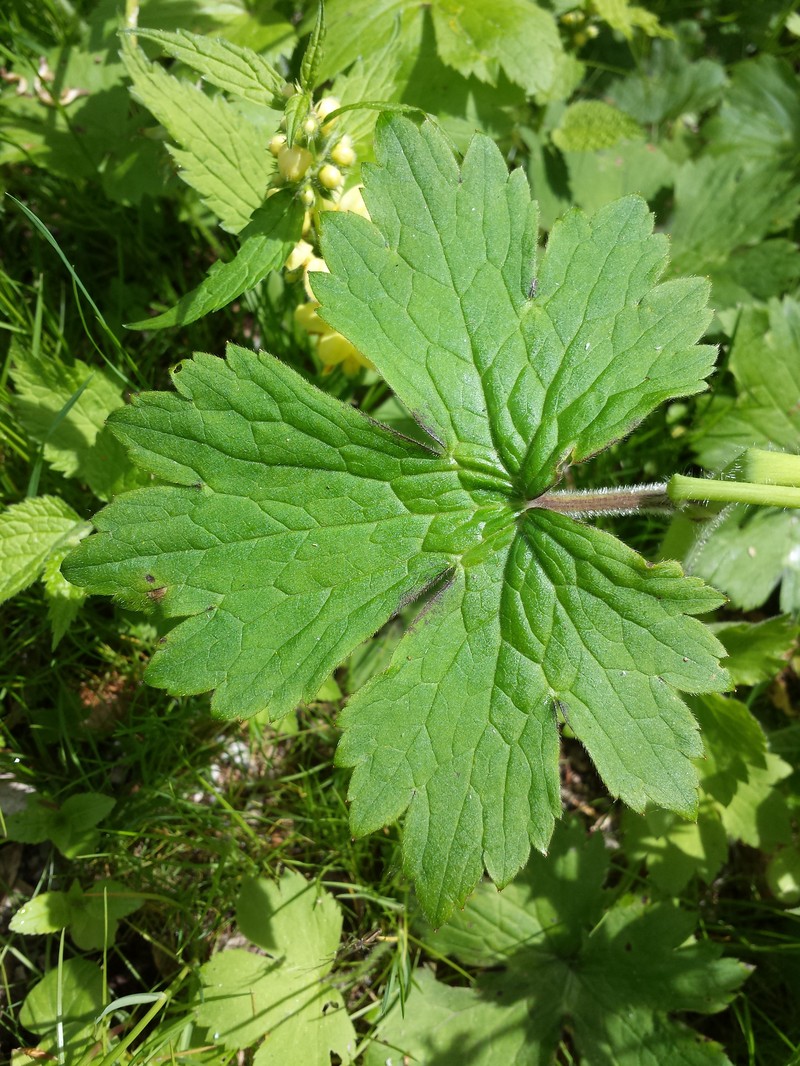 Ranunculus lanuginosus photo 3