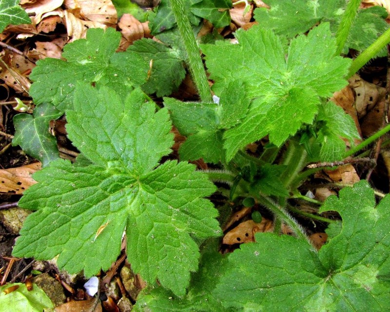 Ranunculus lanuginosus photo 4